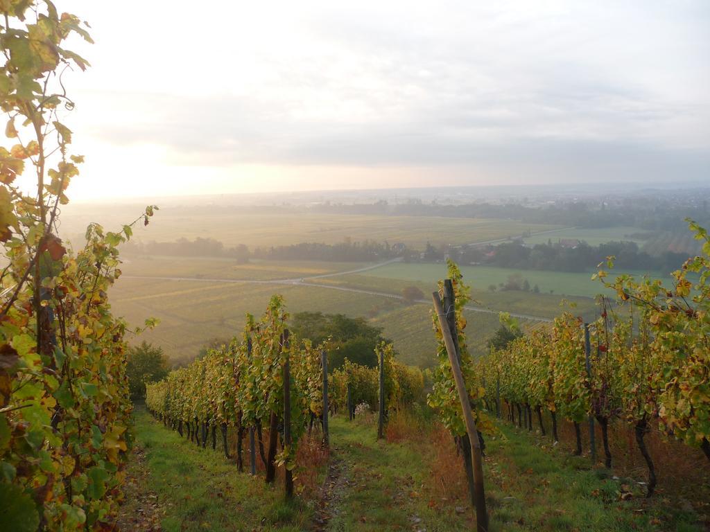 Ferienwohnung Vignobles Frey-Sohler Scherwiller Exterior foto