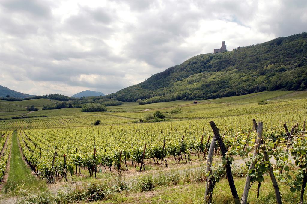 Ferienwohnung Vignobles Frey-Sohler Scherwiller Exterior foto